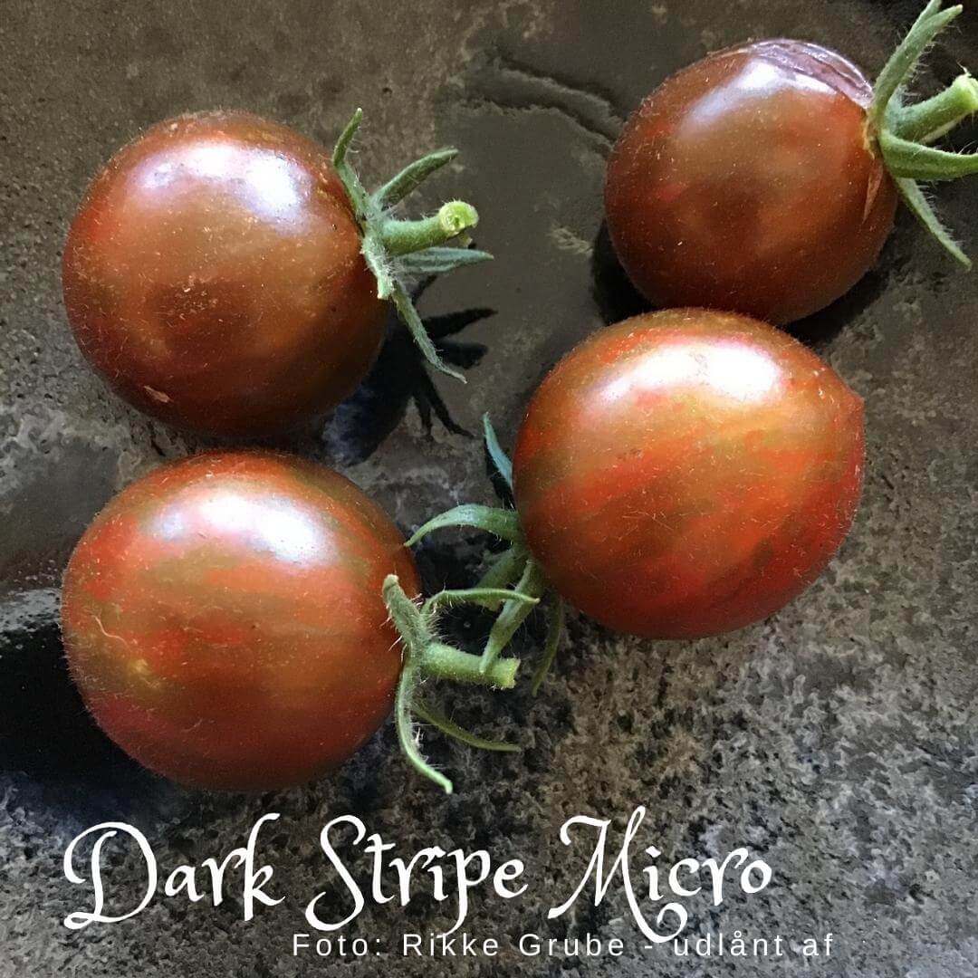 Dark Stripe Micro